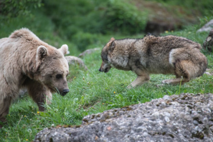 Braunbären und Wölfe leben in einer Gemeinschaftsanlage.