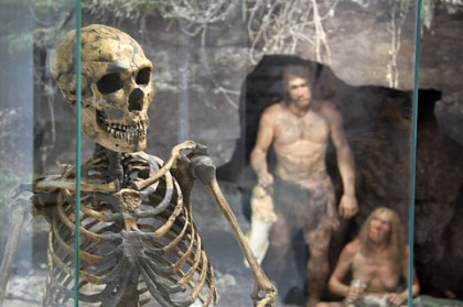 Neanderthaler Skelett und Rekonstruktion