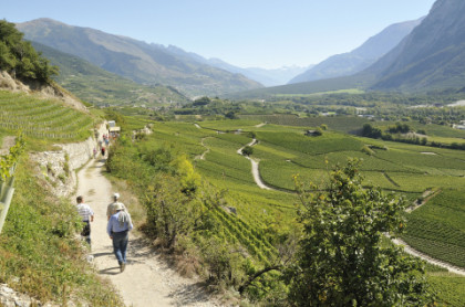 Sentier viticole - Rebweg 