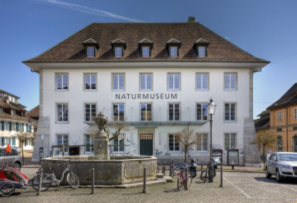 Mitten in der barocken Altstadt liegt das Naturmuseum.