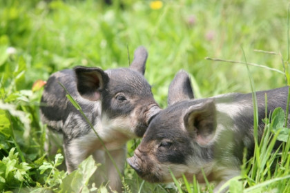 Junge Wollschweine im Tierpark