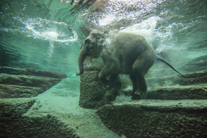 Schwimmender Elefant im Kaeng Krachan Elefantenpark. Foto: Zoo Zürich, Enzo Franchini