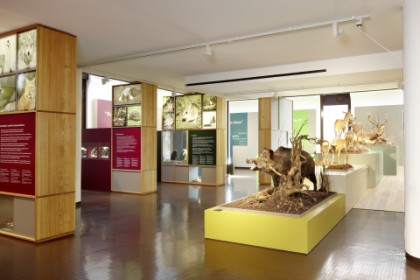 Blick in die permanente Ausstellung des Bündner Naturmuseums