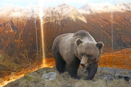 L'orso M13 nella sua nuova tana nel Museo poschiavino.