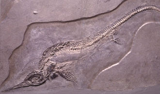 Fischsaurier Mixosaurus, Mitteltrias, Monte San Giorgio